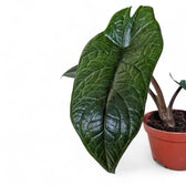 Alocasia scalprum potted plant in nursery pot on white background.