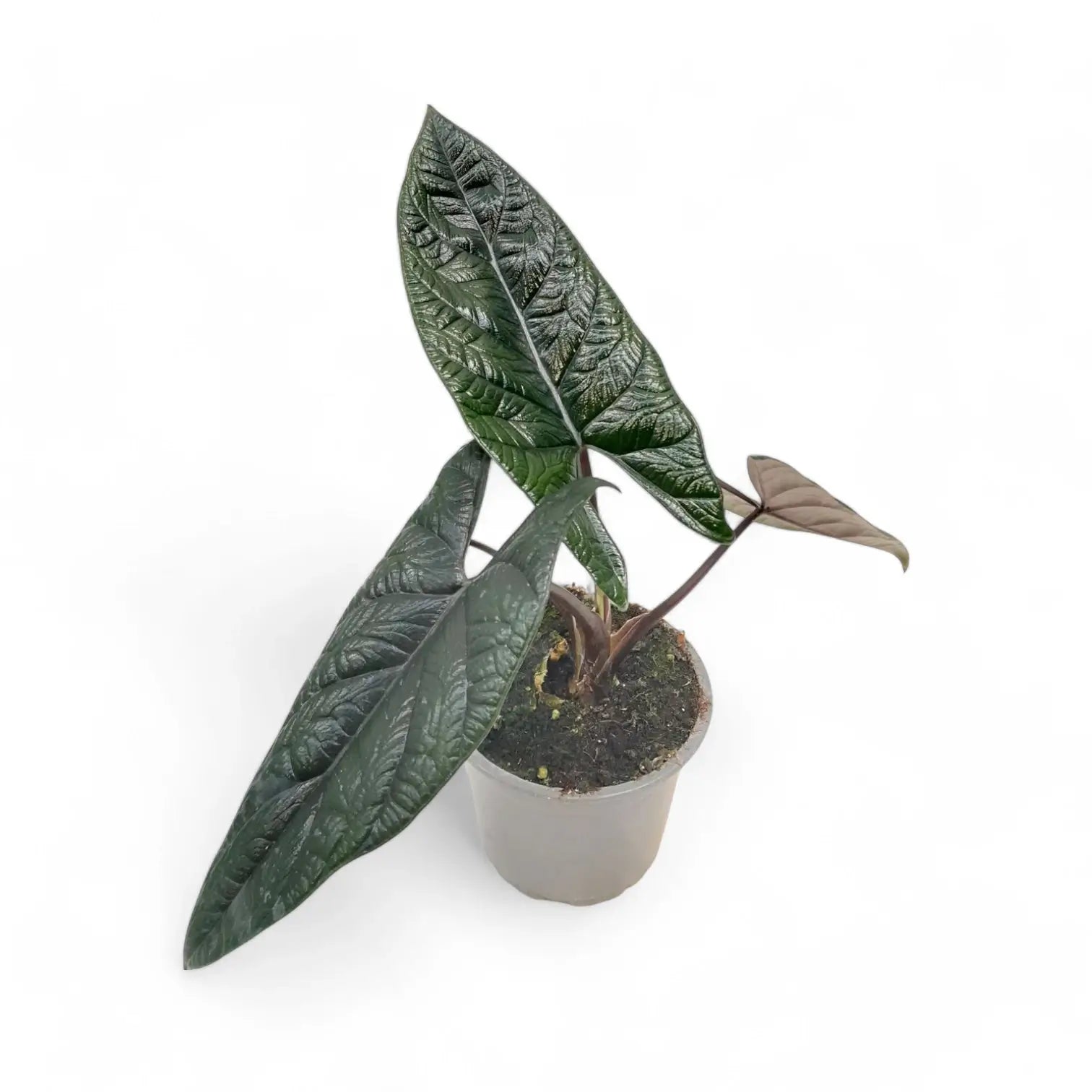 Alocasia scalprum potted plant in nursery pot on white background.