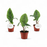 Alocasia scalprum potted plant in nursery pot on white background.
