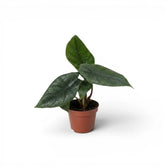 Alocasia scalprum