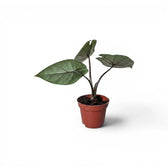 Alocasia scalprum