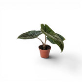 Alocasia scalprum