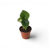 Alocasia scalprum