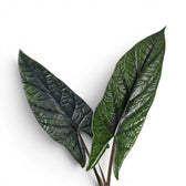 Alocasia scalprum