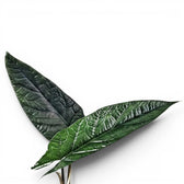 Alocasia scalprum