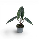 Alocasia scalprum