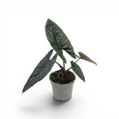 Alocasia scalprum