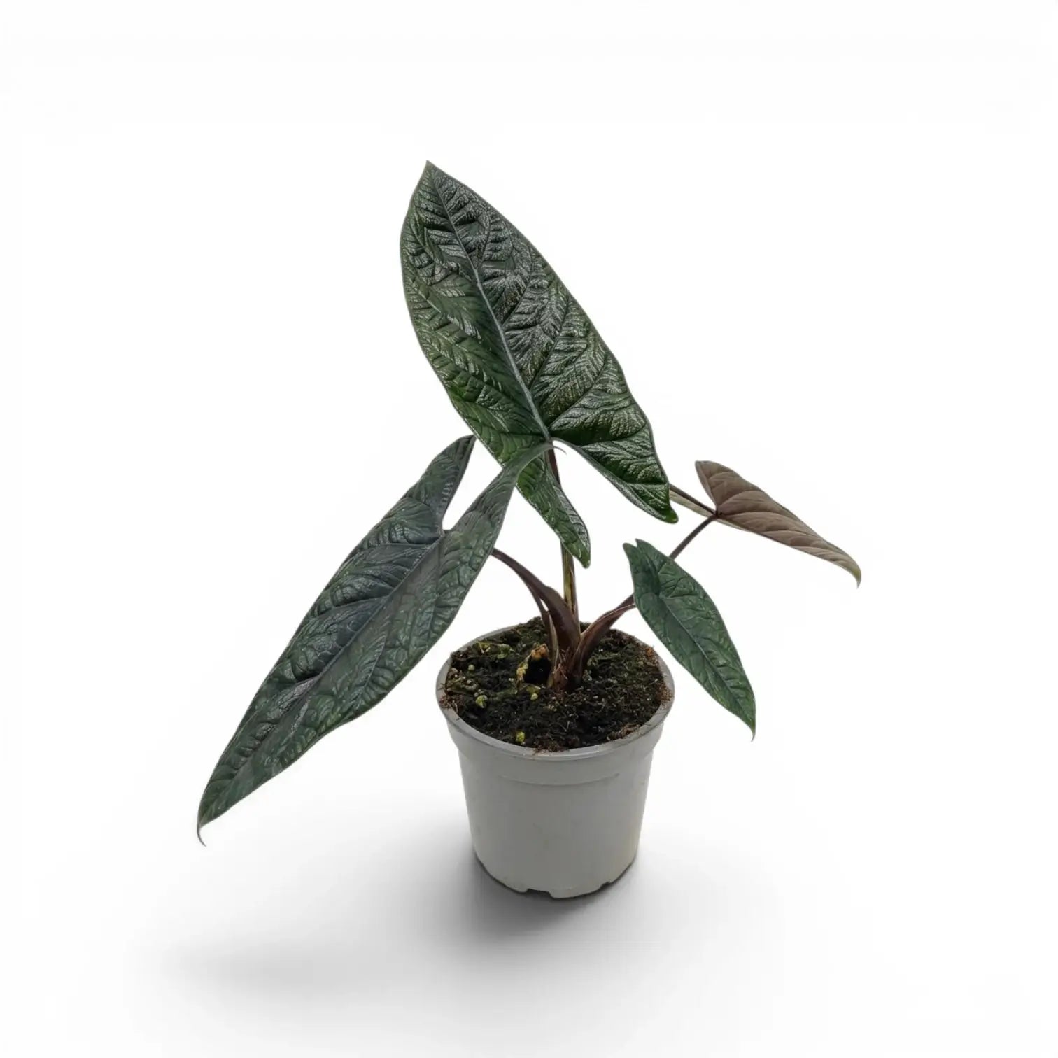 Alocasia scalprum