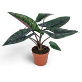 Alocasia scalprum