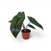Alocasia scalprum