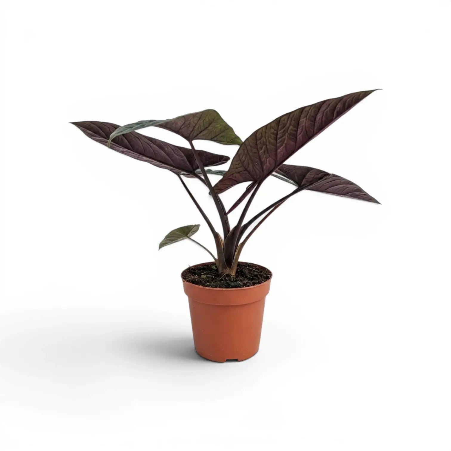 Alocasia scalprum