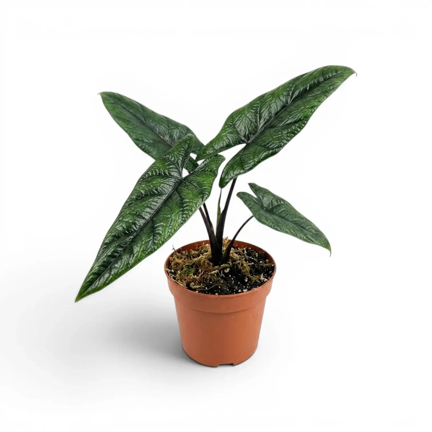 Alocasia scalprum