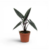 Alocasia scalprum