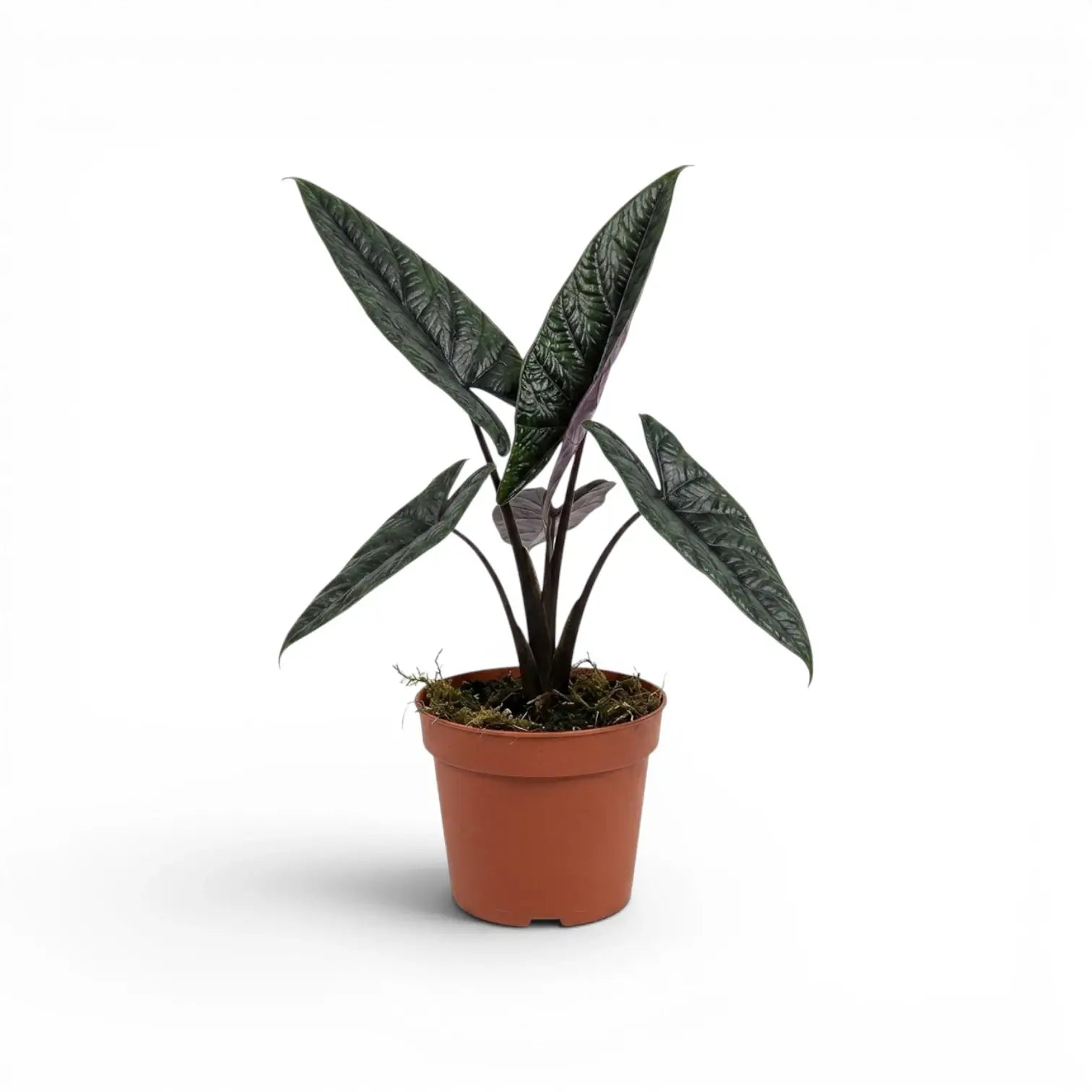 Alocasia scalprum