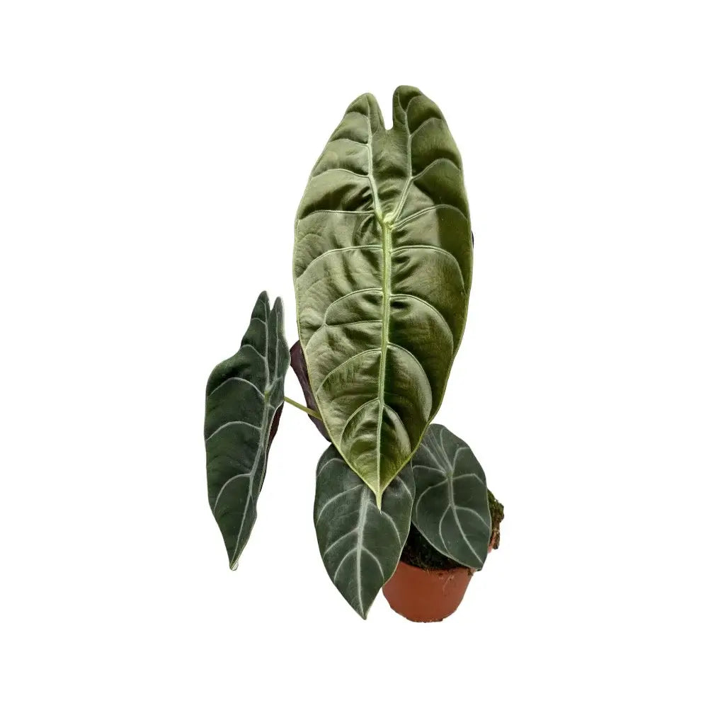 Alocasia ‘Sedenii’ potted plant in nursery pot on white background.
