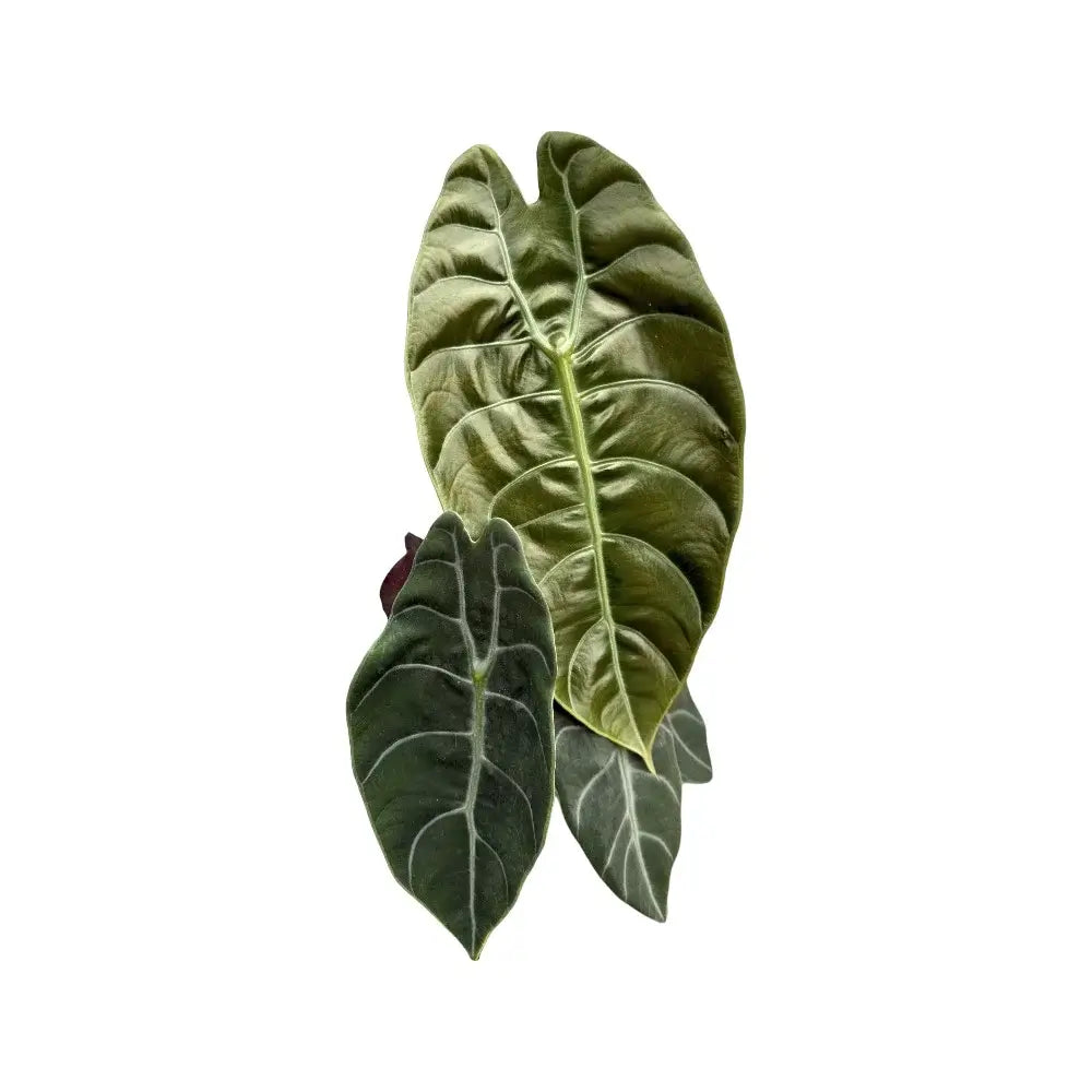 Alocasia ‘Sedenii’ potted plant in nursery pot on white background.
