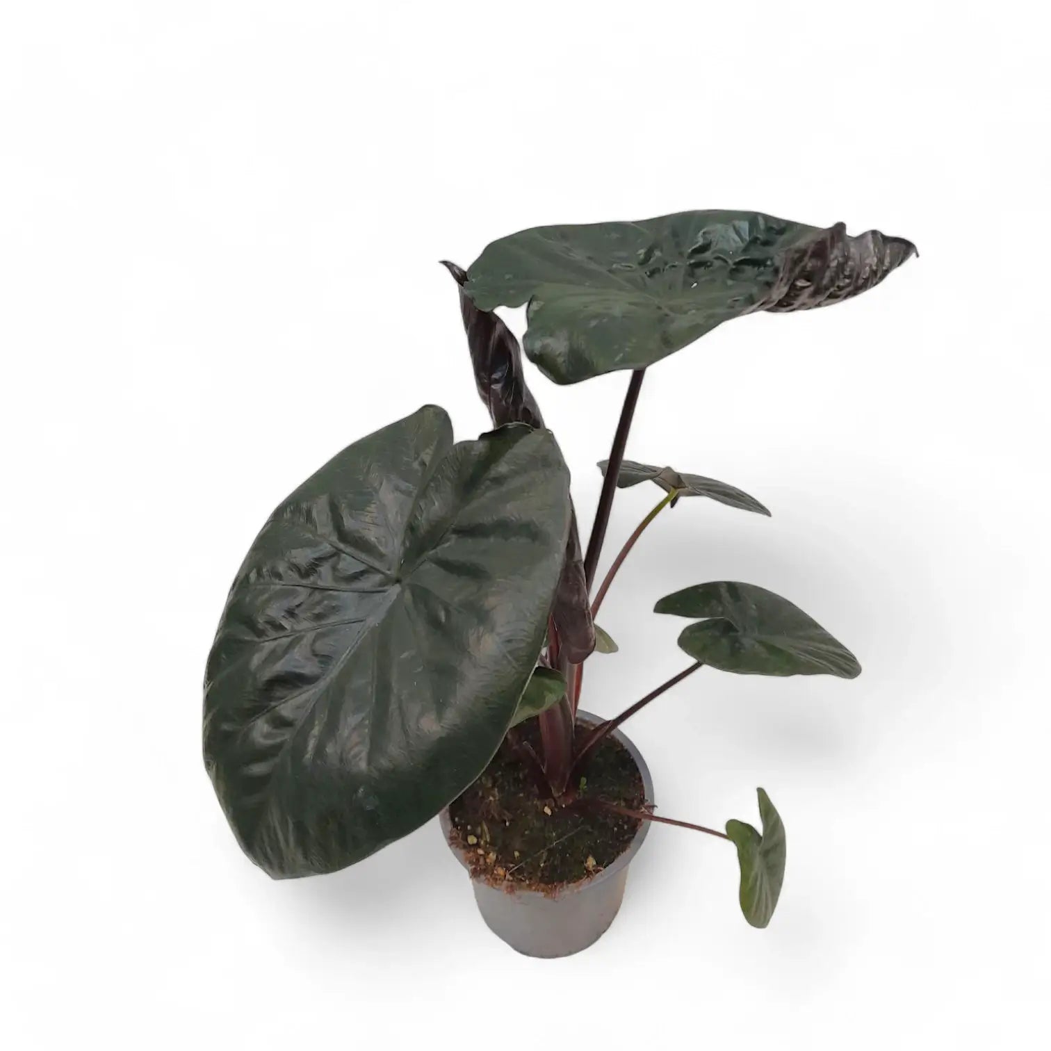 Alocasia 'Serendipity' potted plant in nursery pot on white background.