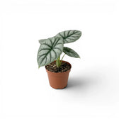 Kleine Alocasia baginda 'Silver Dragon' Jungpflanze im Topf mit silbrigen Blättern auf weißem Hintergrund