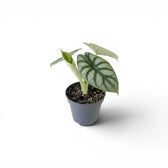 Kleine Alocasia baginda 'Silver Dragon' Jungpflanze im Topf mit silbrigen Blättern auf weißem Hintergrund