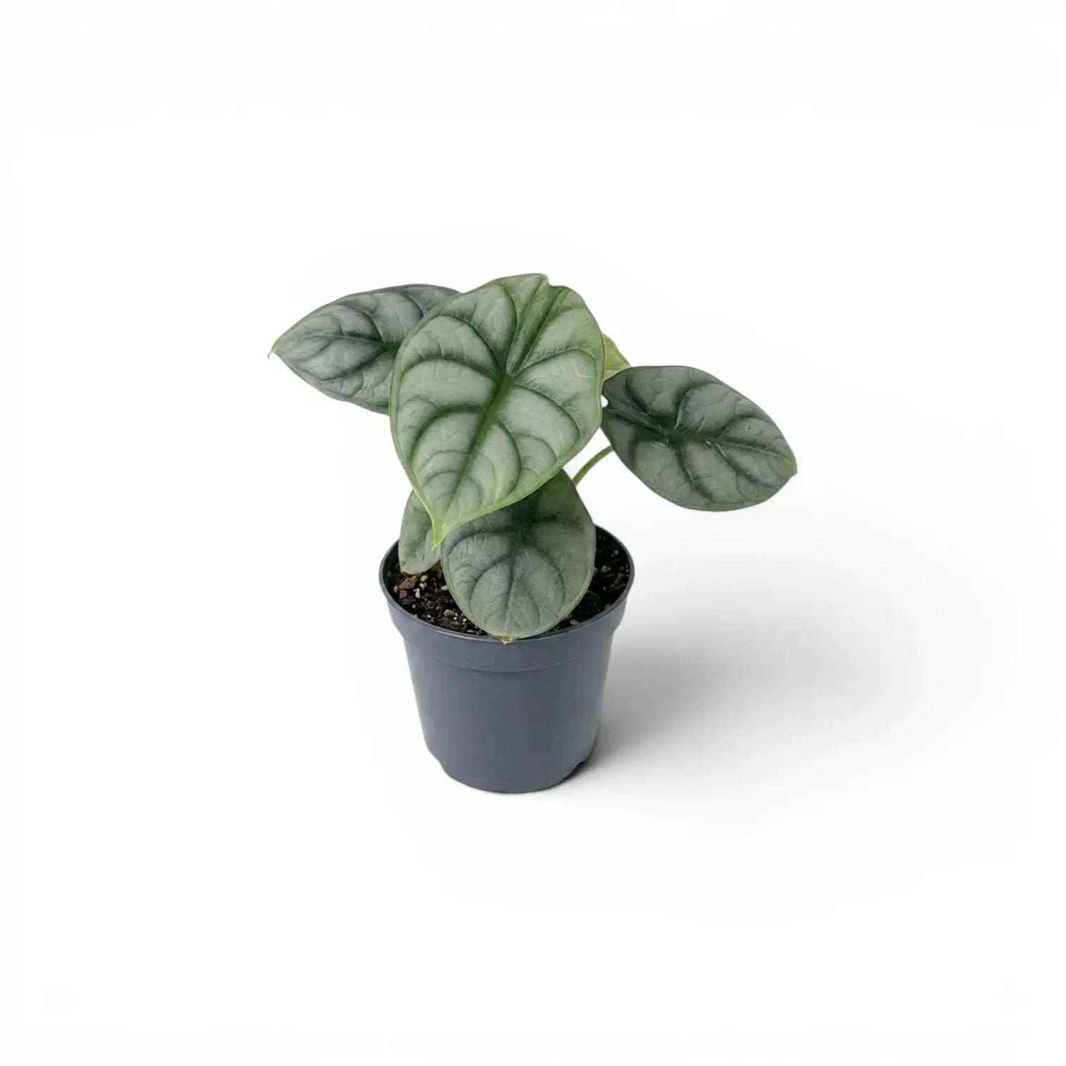 Kleine Alocasia baginda 'Silver Dragon' Jungpflanze im Topf mit silbrigen Blättern auf weißem Hintergrund