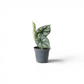 Kleine Alocasia baginda 'Silver Dragon' Jungpflanze im Topf mit silbrigen Blättern auf weißem Hintergrund