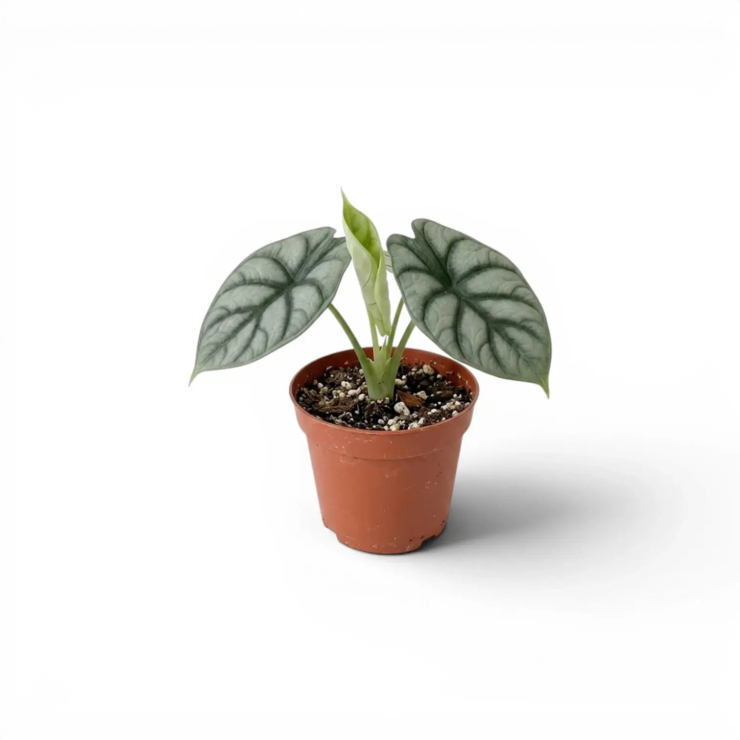 Kleine Alocasia baginda 'Silver Dragon' Jungpflanze im Topf mit silbrigen Blättern auf weißem Hintergrund