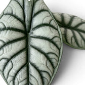 Nahaufnahme von Blättern der Alocasia baginda 'Silver Dragon' mit silbrigen Blattflächen und dunklen Blattadern auf weißem Hintergrund