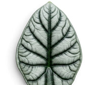 Nahaufnahme eines Blattes von Alocasia baginda 'Silver Dragon' mit silbriger Färbung und dunklen Blattadern auf weißem Hintergrund
