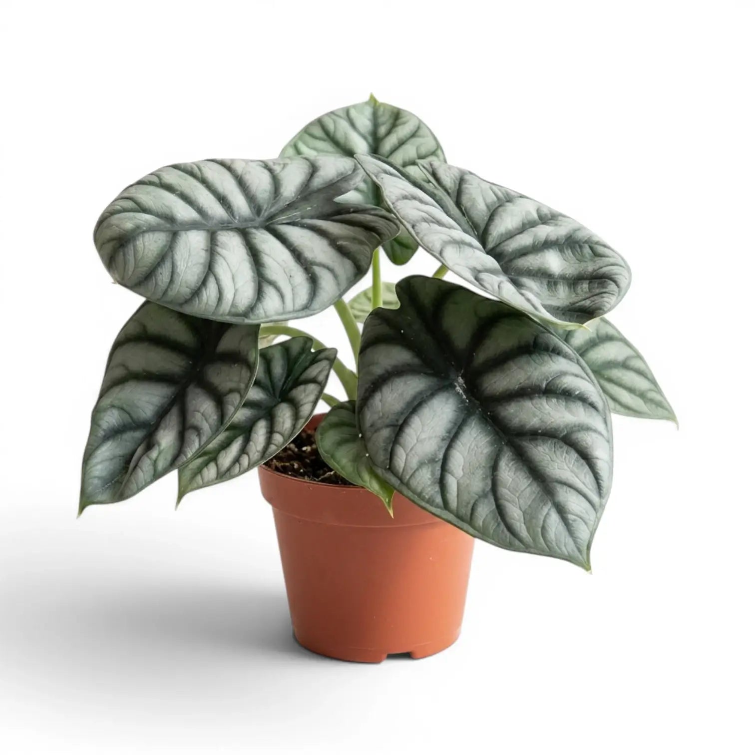 Große Alocasia baginda 'Silver Dragon' im Topf mit silbrigen Blättern auf weißem Hintergrund