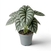 Große Alocasia baginda 'Silver Dragon' im Topf mit silbrigen Blättern auf weißem Hintergrund