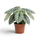 Große Alocasia baginda 'Silver Dragon' im Topf mit silbrigen Blättern auf weißem Hintergrund