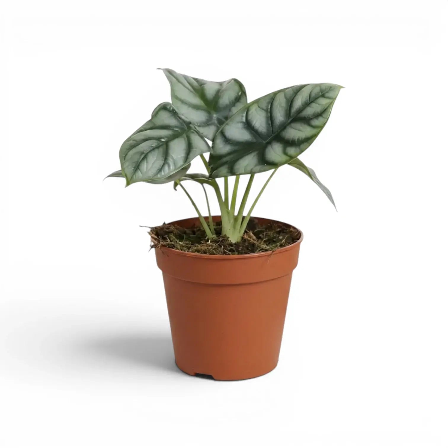Mittelgroße Alocasia baginda 'Silver Dragon' im Topf mit silbrigen Blättern auf weißem Hintergrund