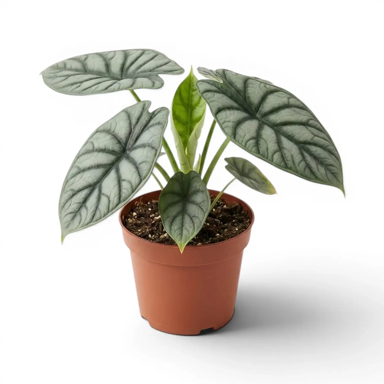 Mittelgroße Alocasia baginda 'Silver Dragon' im Topf mit silbrigen Blättern auf weißem Hintergrund