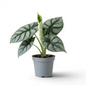 Mittelgroße Alocasia baginda 'Silver Dragon' im Topf mit silbrigen Blättern auf weißem Hintergrund