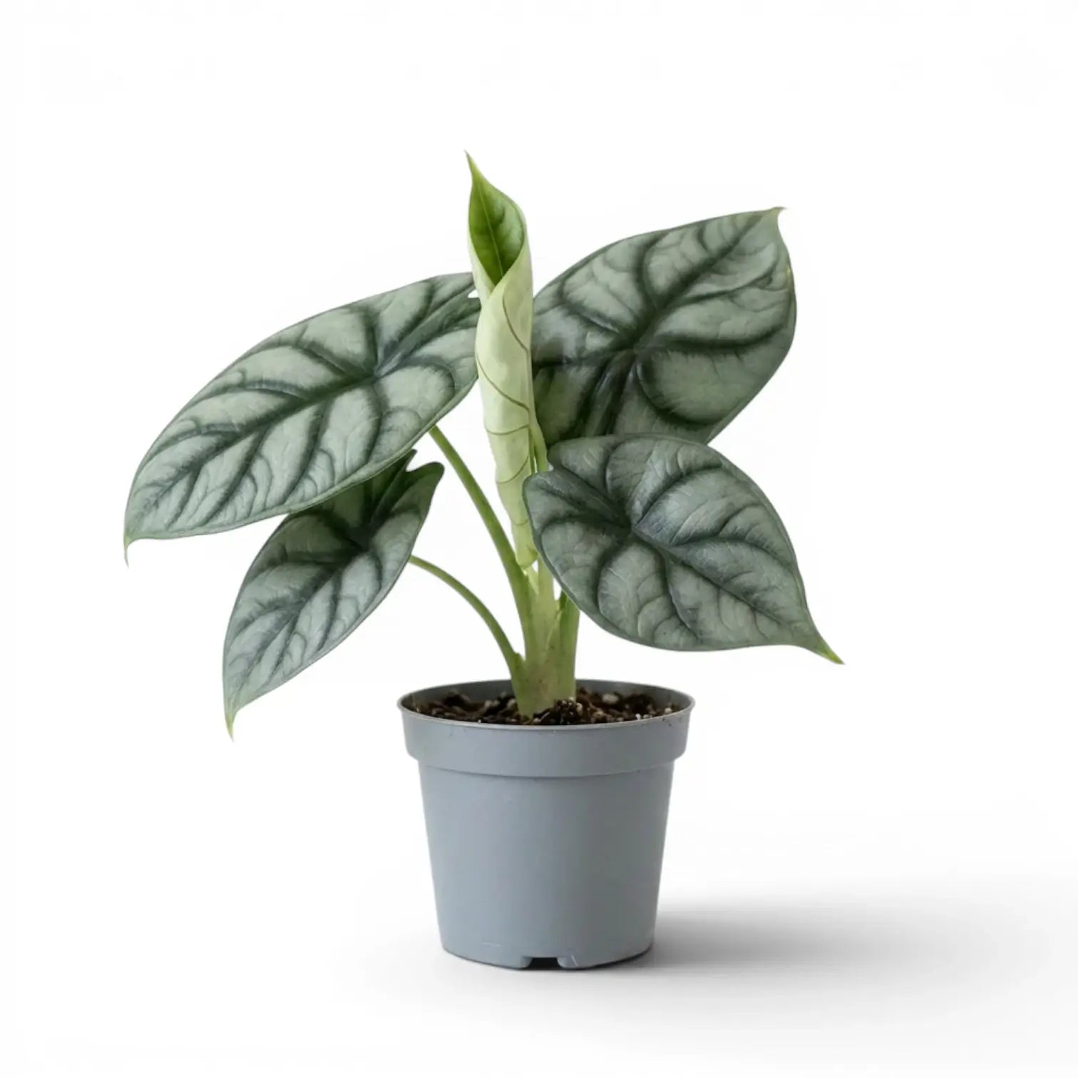 Mittelgroße Alocasia baginda 'Silver Dragon' im Topf mit silbrigen Blättern auf weißem Hintergrund