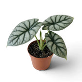 Mittelgroße Alocasia baginda 'Silver Dragon' im Topf mit silbrigen Blättern auf weißem Hintergrund