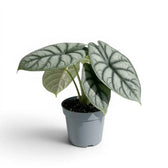 Mittelgroße Alocasia baginda 'Silver Dragon' im Topf mit silbrigen Blättern auf weißem Hintergrund