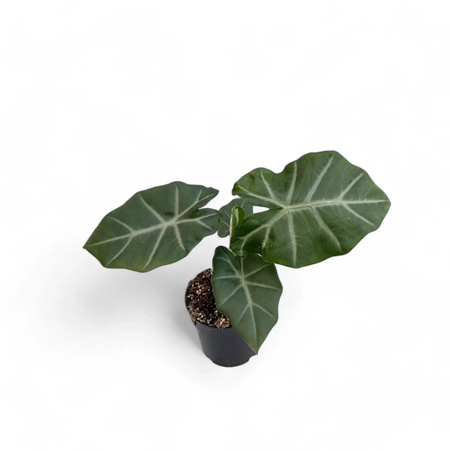 Alocasia 'Silver Feathers' Zimmerpflanze im Anzuchttopf vor weißem Hintergrund, Produktfoto 2.