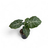 Alocasia 'Silver Feathers' potted plant in nursery pot on white background.