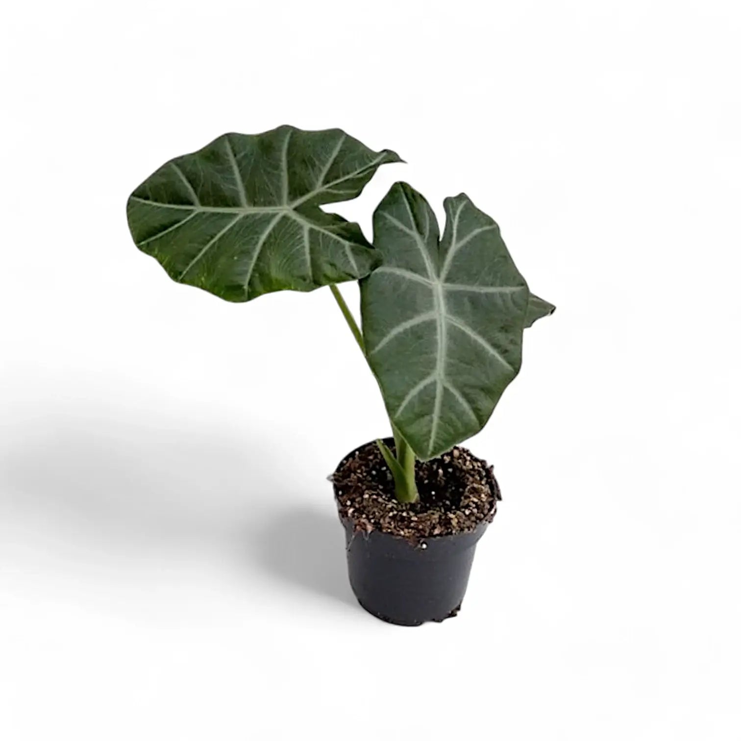 Alocasia 'Silver Feathers' Zimmerpflanze im Anzuchttopf vor weißem Hintergrund, Produktfoto 3.