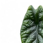 Alocasia sinuata – Blattdetail vor weißem Hintergrund..