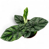 Alocasia sinuata – Topfpflanze im Kulturtopf vor weißem Hintergrund, Produktfoto 2.