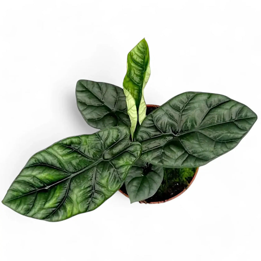 Alocasia sinuata potted plant in nursery pot on white background.