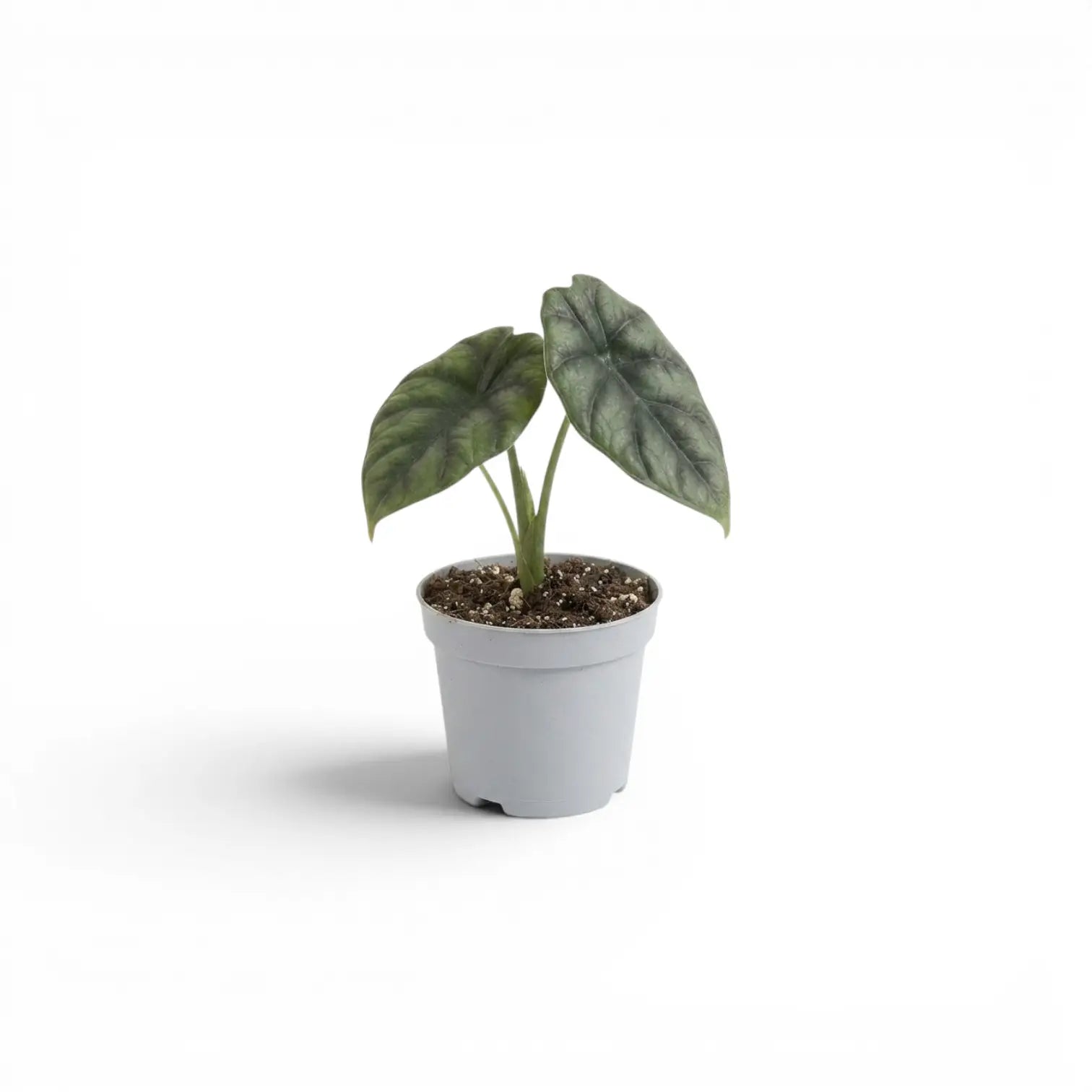 Alocasia sinuata als Baby-Pflanze im Kulturtopf.