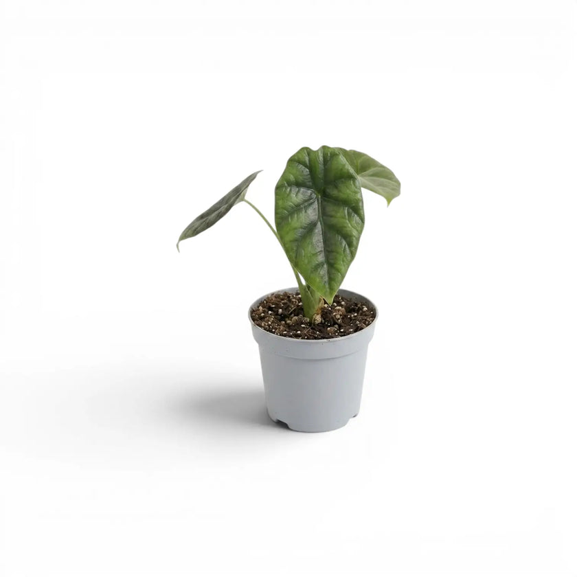 Alocasia sinuata