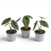 Alocasia sinuata als Baby-Pflanze im Kulturtopf.
