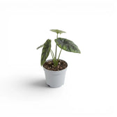 Alocasia sinuata als Baby-Pflanze im Kulturtopf.