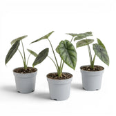 Alocasia sinuata als Baby-Pflanze im Kulturtopf.