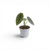 Alocasia sinuata als Baby-Pflanze im Kulturtopf.