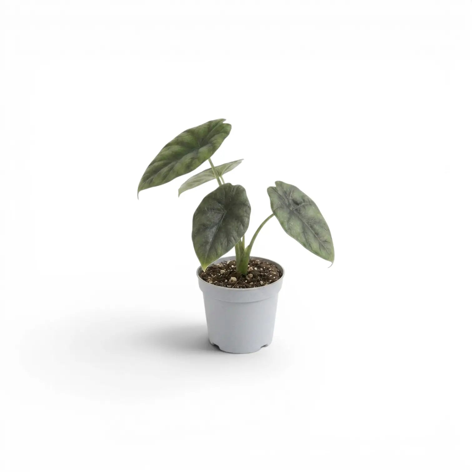 Alocasia sinuata als Baby-Pflanze im Kulturtopf.